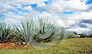 Lanscape tequila mexico