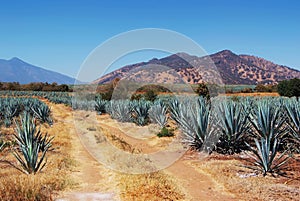 Lanscape tequila mexico photo