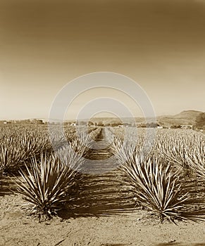 Lanscape tequila mexico