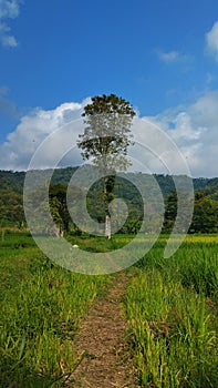 lanscape, trees, hill, roads, sky