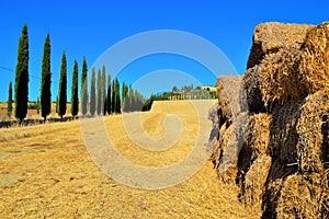 lanscape in tuscany with cypress