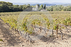 Lanscape with vineyards,Penedes wine cava region,Vilafranca del