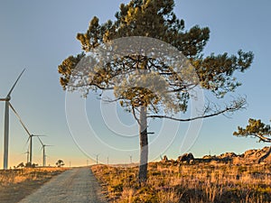 Lansdcape with wind turbines. Renewable energy on the middle of Serra da Freita Arouca Geopark, in center of Portugal