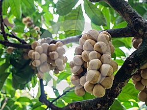 Lansium or Langsat tree