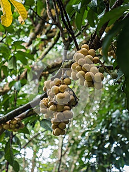 Lansium or Langsat tree