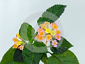 Lantana