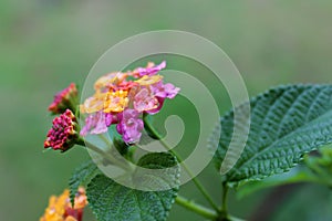 Lantana