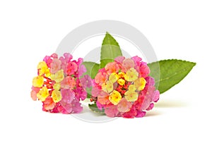 Lantana