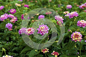 Lantana  834846