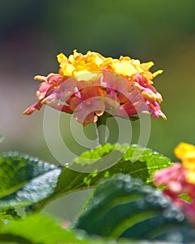 Lantana Blossom with Greens at SC State House