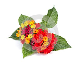 Lantana Blossoms