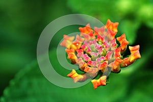 Lantana camara