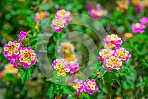 Lantana camara