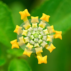 Lantana camara photo