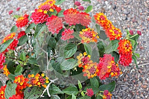 Lantana camara `Dallas Red`