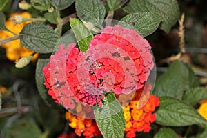 Lantana camara `Dallas Red`