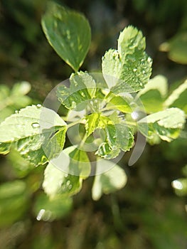 Lantana camara or famously named as copperleaf plant or daun tembaga photo