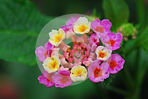 Lantana Camara Flower