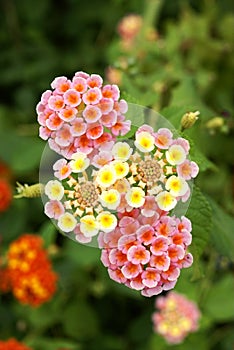 Lantana camara flower photo