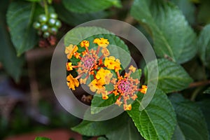 Lantana Camara flower