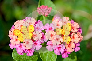 Lantana Camara Flower