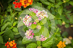 Lantana Camara flower bloom in the garden