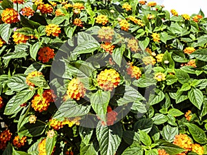 Lantana camara flower garden blooms in the morning with a faint aroma