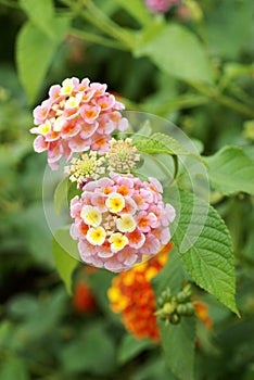Lantana camara flowers photo