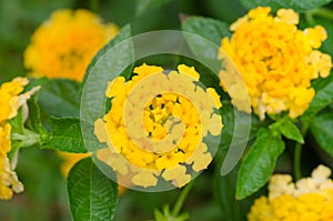 Lantana camara flowers