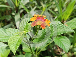 Lantana camara flowers are also called tahi ayam, this plant is yellow and red