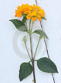 Lantana camara `Gold Mound`