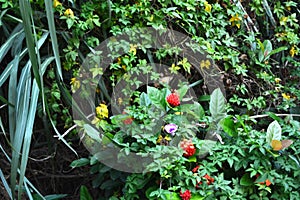 Lantana camara, Ipomoea cairica, Tetrastigma formosanum, Rubus parviaraliifolius, Miscanthus floridulus in the garden photo