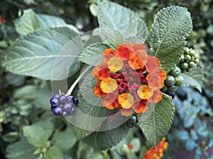 lantana camara photo
