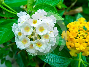 Lantana camara mix yellow white water drop on flower