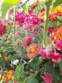 Lantana camara, pink-yellow tree enamel, background