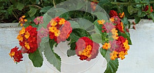 Lantana camara , red orenge flower