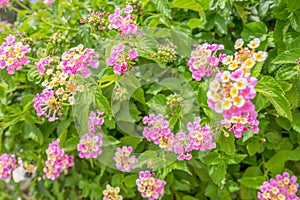 Lantana camara shrub with flowers.