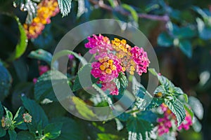 Lantana Camara, a small perennial shrub with yellow, orange to pink flowers photo