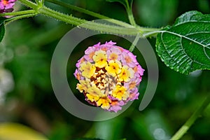 Lantana camara is a species of flowering plant within the verbena family