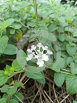 White lantana camara is a type of flowering plant from the verbenaceae family that originates from tropical regions photo