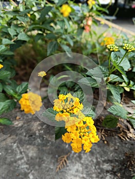 Yellow lantana camara is a type of flowering plant from the verbenaceae family that originates from tropical regions photo