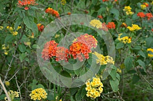 Lantana camara. photo