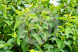 Lantana camara verbenaceae plant from africa south america