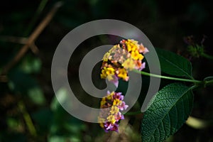 Lantana camara, West Indian Lantana Flower blooming in the garden. Umbelanterna, wild sage, red sage, white sage, tick berry