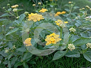 Lantana camata, which is in full bloom, is an ornamental plant that is often planted by people