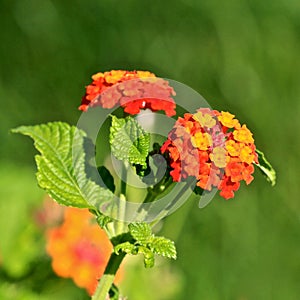 Lantana colorful flowers clusters