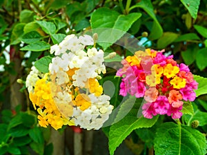 lantana colorful white yellow magenta tone beauty flower