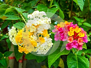 Lantana colorful white yellow tone beauty flower