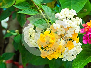 lantana colorful white yellow tone beauty flower