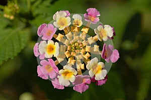 Lantana Confetti Flower